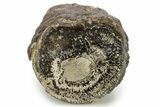 Stromatolite Covered Petrified Wood Limb - Wyoming #261958-1